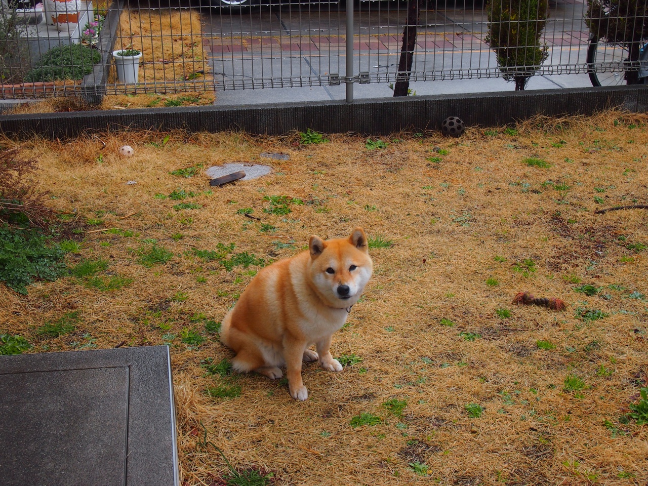 WRC驾驶技巧:从新手到高手的提升路径,wrc车手的车技有多高