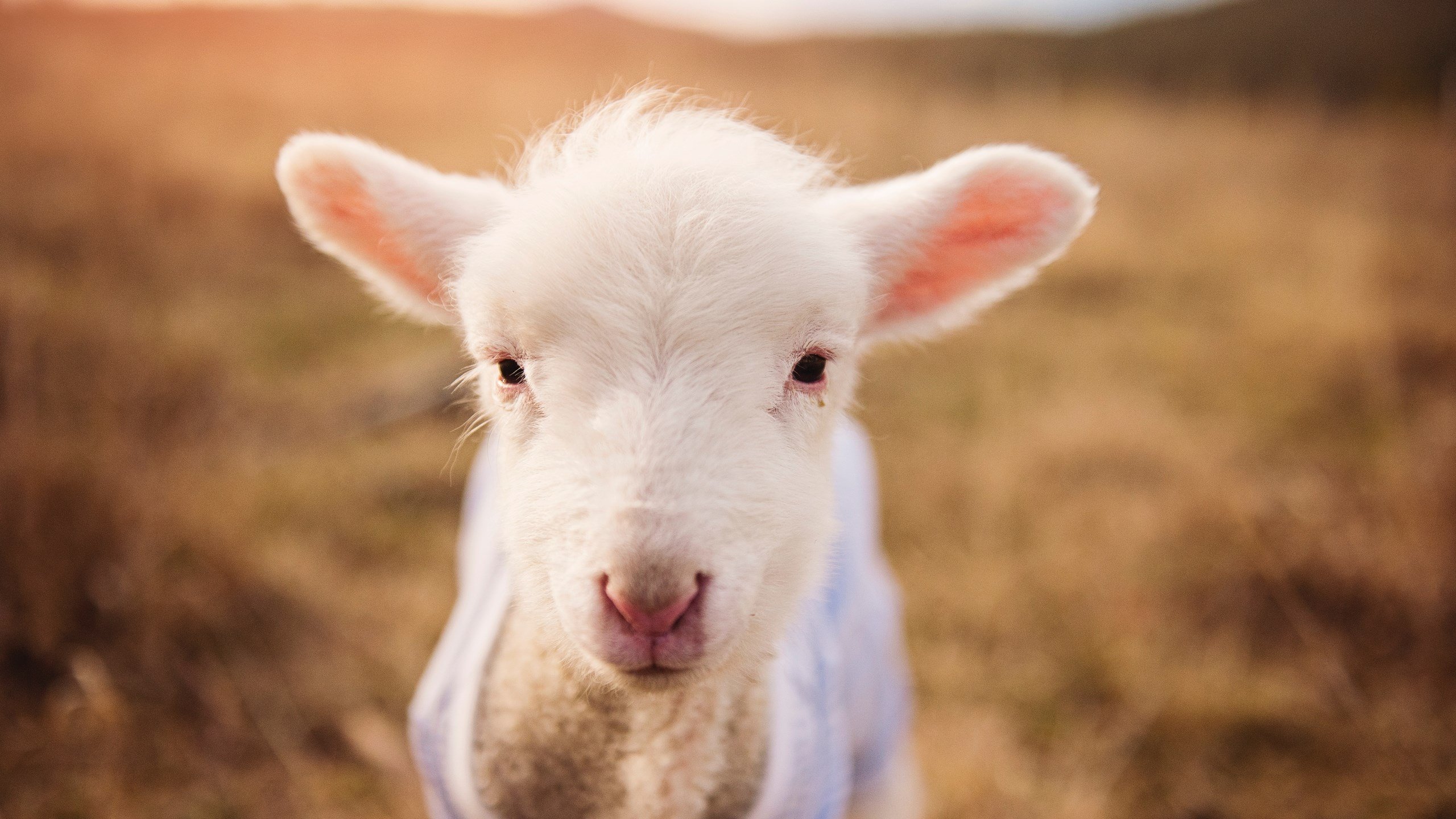 WRC驾驶技巧:从新手到高手的提升路径,wrc车手的车技有多高