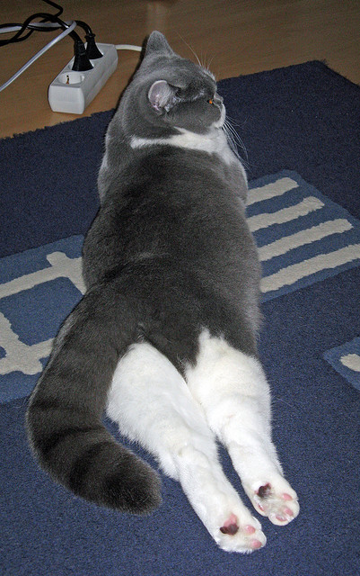 伊朗马术协会建立马匹基因数据库,促进马匹选育与训练。,伊朗马球