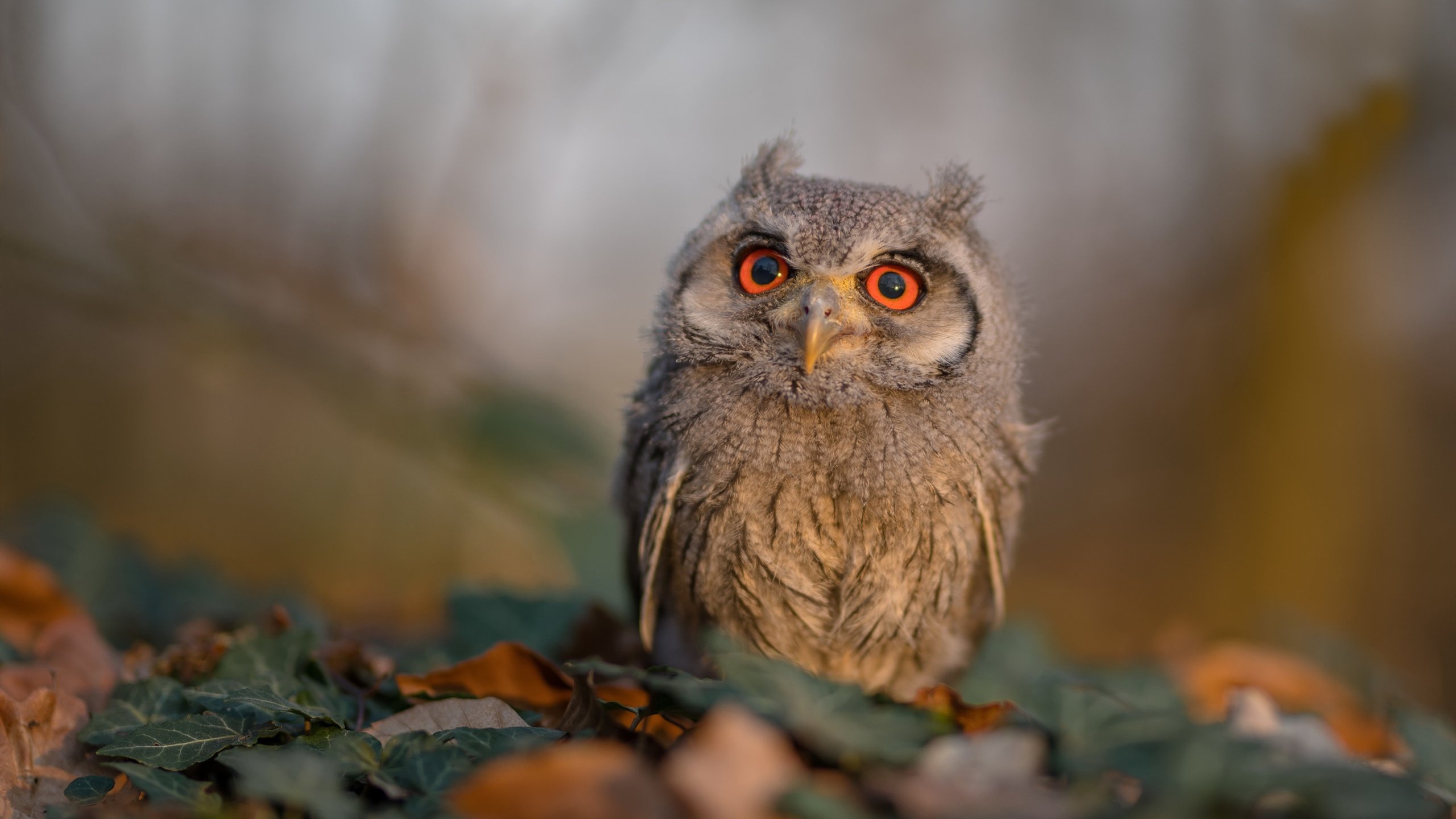 全国青少年“篮球+文化”创意节在成都隆重举行，促进体育与文化融合