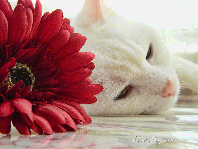 城市夜色极限滑板：点亮夜晚的速度与激情